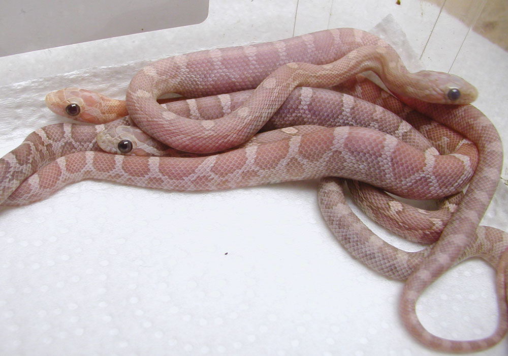 hypo lavs