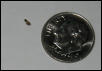 Parasite?