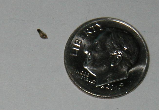 Parasite?