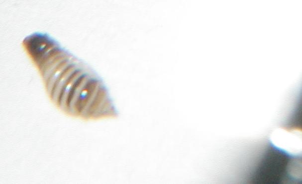 Parasite?2