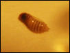 Parasite?3