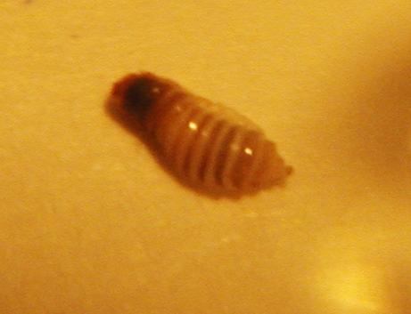 Parasite?3