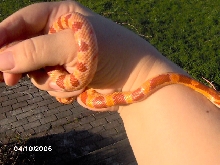 Breed?