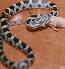 Houdini Mouse Dissappearing Act
