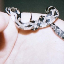 Houdini in a knot
