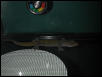golden gecko 2