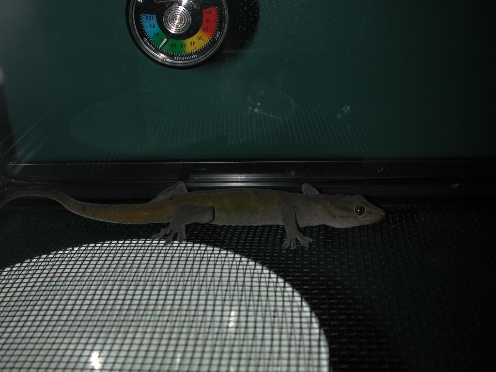 golden gecko 2