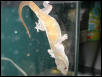Golden Gecko