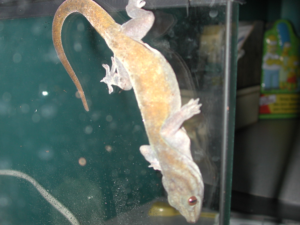 Golden Gecko
