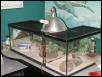 Male Female tanks