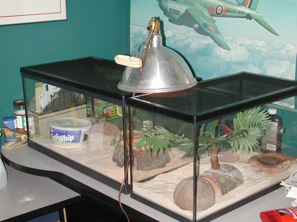 Male Female tanks