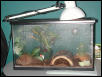 Gold Gecko Terrarium