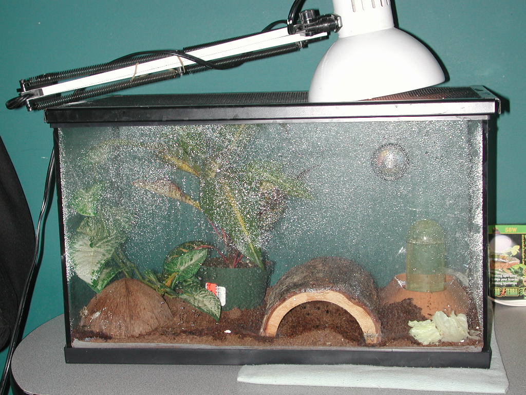Gold Gecko Terrarium