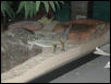Twig (male)