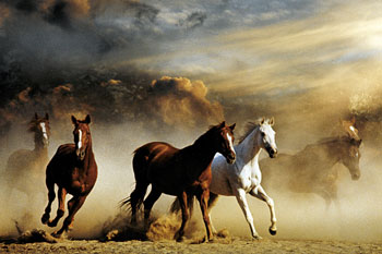 Horses