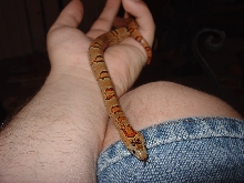 A pic of my baby grl Thayeri