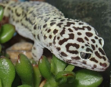 Bartleby the Leo