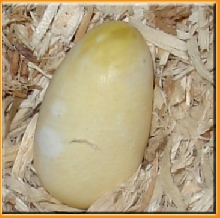 First Egg