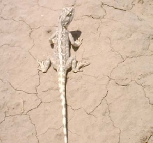 I.D. this?