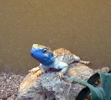 Ticked off Xenagama taylori