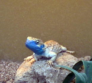 Ticked off Xenagama taylori