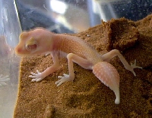 N. l. pilbarensis