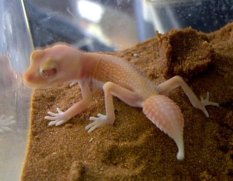 N. l. pilbarensis