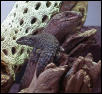 7-3-02E.stokesii
