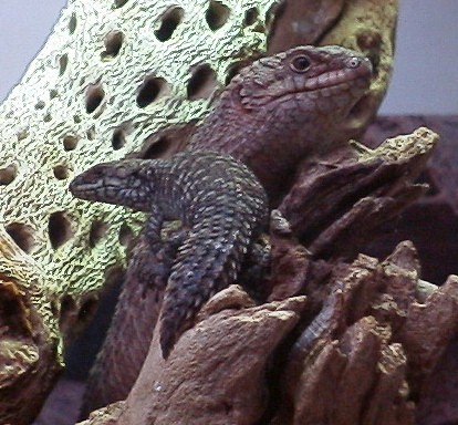 7-3-02E.stokesii