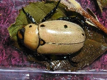 What type Beetle is this?