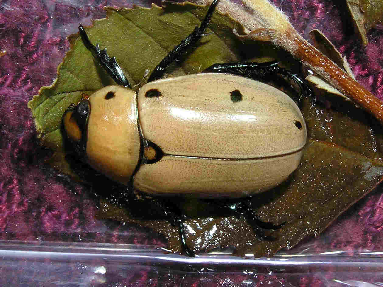 What type Beetle is this?