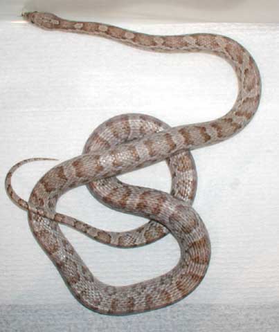 ghost female