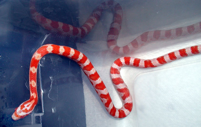 orange candy cane