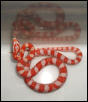 orange candy cane