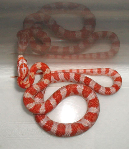 orange candy cane