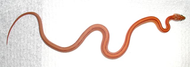striped male