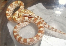 goldust male