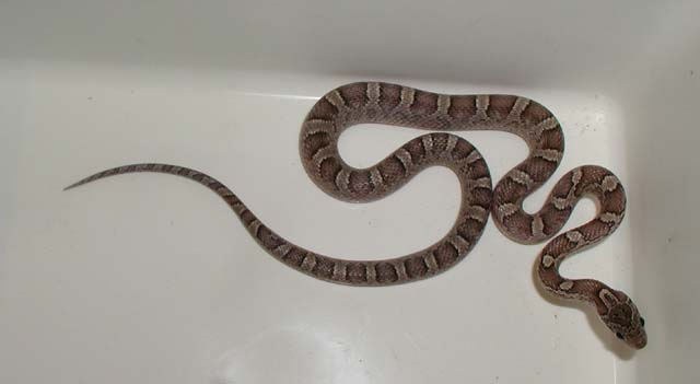 Anery bloodred