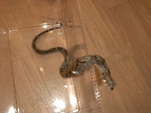 Ecuador boa