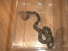 female Ecuador