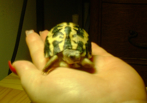 pixel in hand