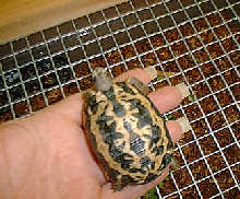 Pixel 1/25/03