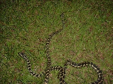 diamond/jungle carpet
