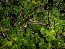 diamond/jungle carpet