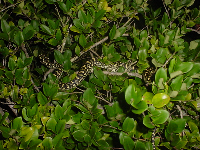 diamond/jungle carpet
