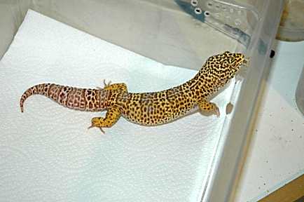 male bell amel
