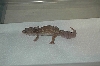 BL081102M