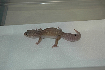 BL081102M