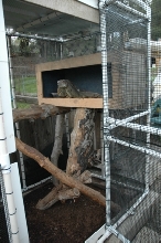 Outdoor Iguana Enclosure pt 2
