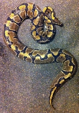 Normal Ball, Male